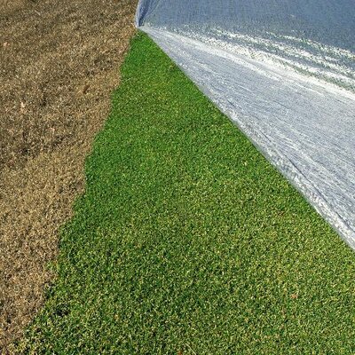 Evergreen Turf Cover Effect